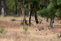 Selous