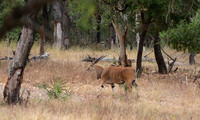 Selous
