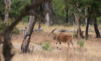 Selous