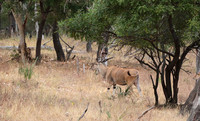 Selous