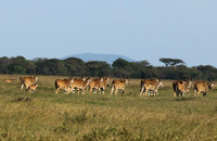 Serengeti - Grumeti Private Reserve