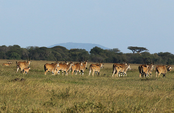 Serengeti - Grumeti Private Reserve