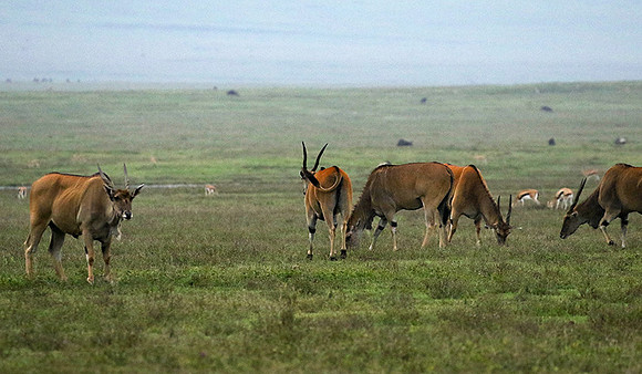 Ngorongoro crater
