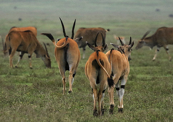 Ngorongoro crater