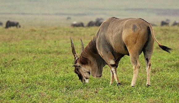 Ngorongoro crater