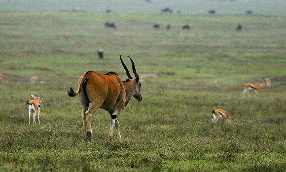 Ngorongoro crater
