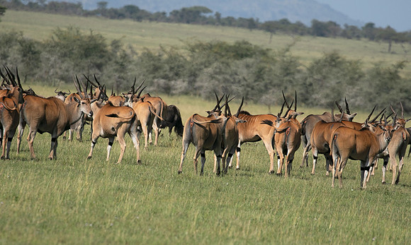 Serengeti - Grumeti Private Reserve