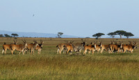 Serengeti - Grumeti Private Reserve