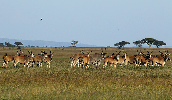 Serengeti - Grumeti Private Reserve