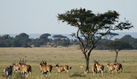 Serengeti - Grumeti Private Reserve