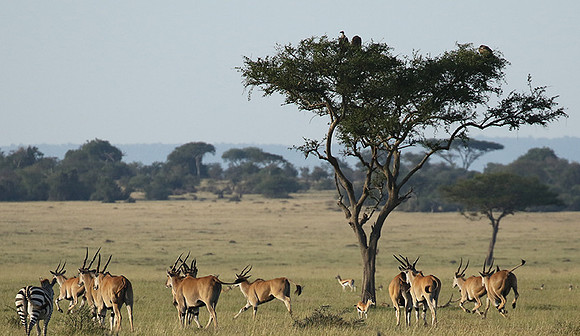 Serengeti - Grumeti Private Reserve