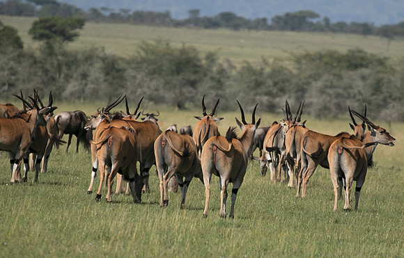 Serengeti - Grumeti Private Reserve