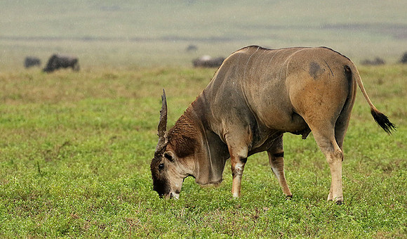 Ngorongoro crater