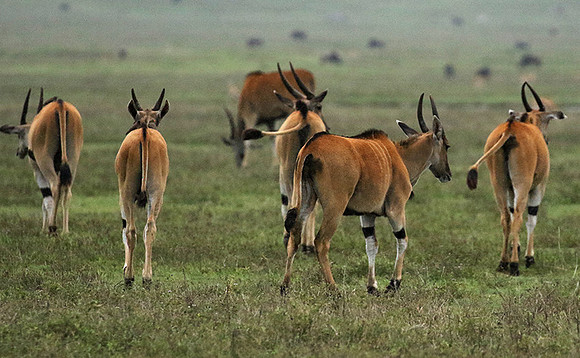 Ngorongoro crater