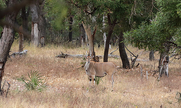 Selous