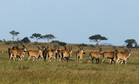 Serengeti - Grumeti Private Reserve