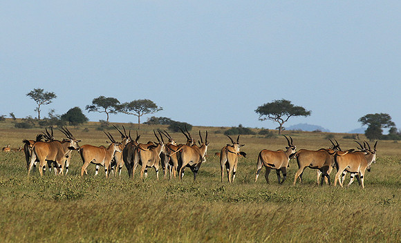 Serengeti - Grumeti Private Reserve