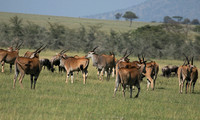 Serengeti - Grumeti Private Reserve