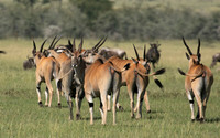 Serengeti - Grumeti Private Reserve