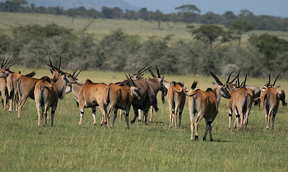 Serengeti - Grumeti Private Reserve