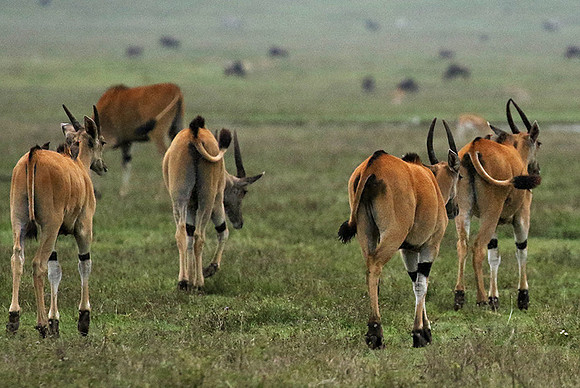 Ngorongoro crater