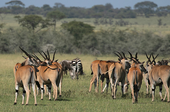 Serengeti - Grumeti Private Reserve