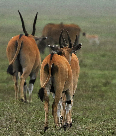 Ngorongoro crater