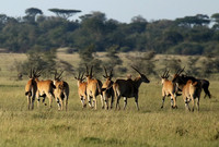 Serengeti - Grumeti Private Reserve