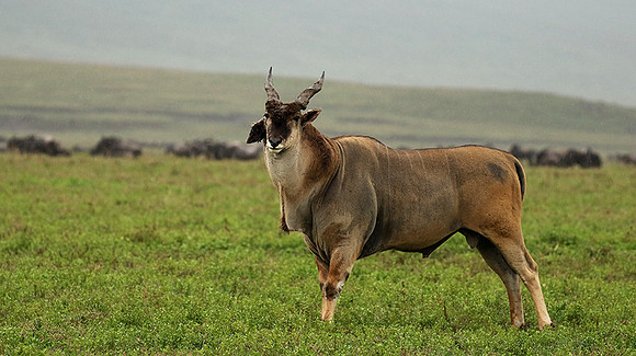 Ngorongoro crater