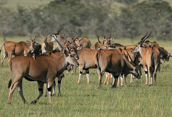 Serengeti - Grumeti Private Reserve