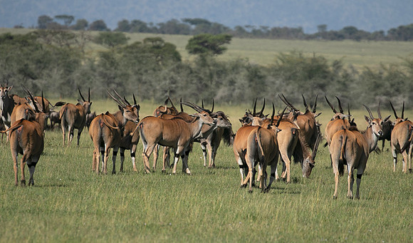 Serengeti - Grumeti Private Reserve