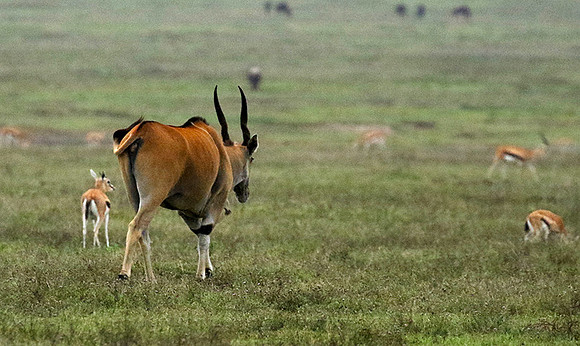 Ngorongoro crater