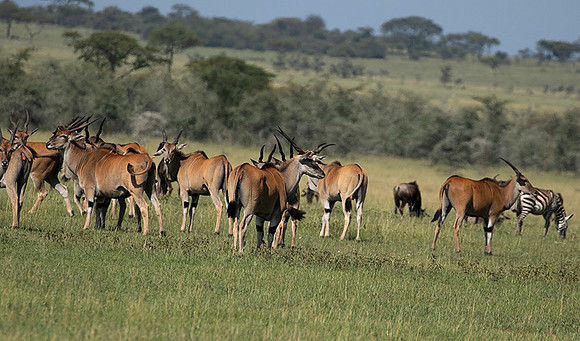 Serengeti - Grumeti Private Reserve