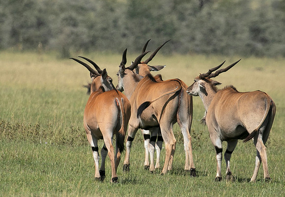 Serengeti - Grumeti Private Reserve