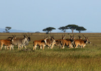 Serengeti - Grumeti Private Reserve