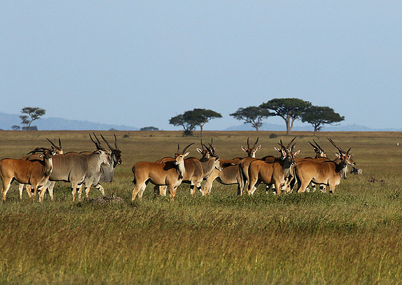 Serengeti - Grumeti Private Reserve
