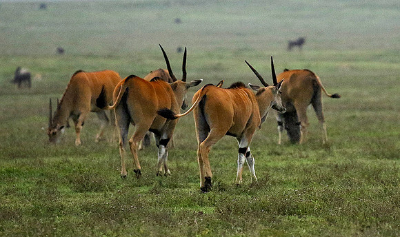 Ngorongoro crater