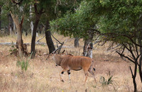 Selous