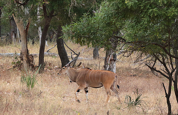 Selous