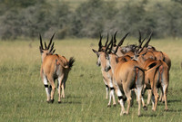 Serengeti - Grumeti Private Reserve
