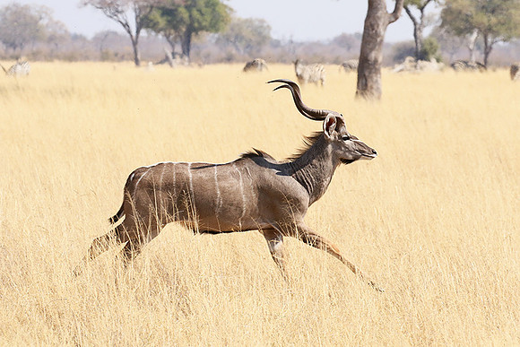 Hwange NP