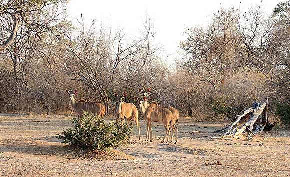 Mana Pools