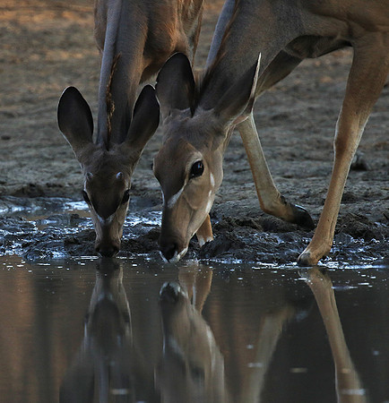 Mana Pools