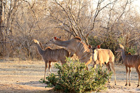 Mana Pools
