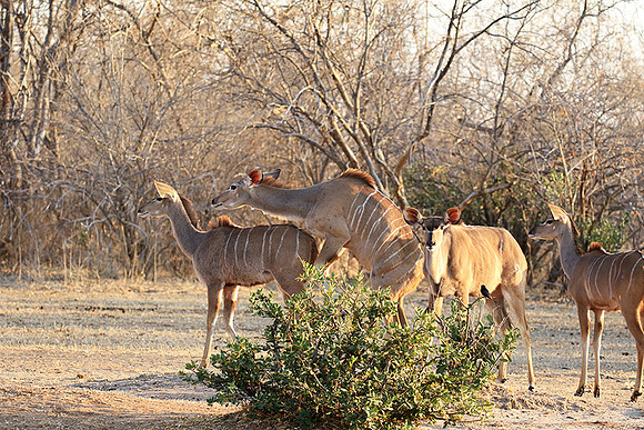 Mana Pools