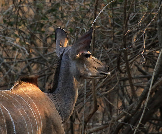 Mana Pools