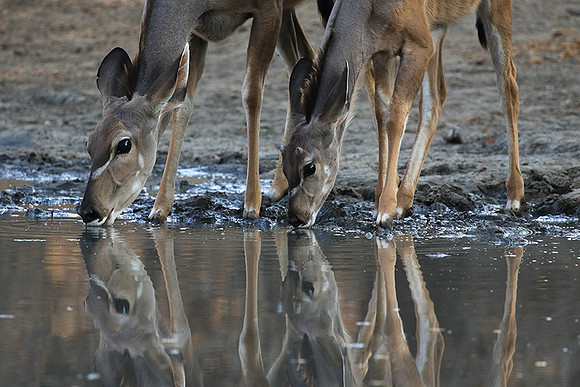 Mana Pools