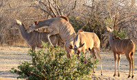 Mana Pools