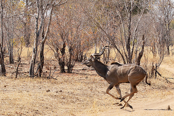 Hwange NP