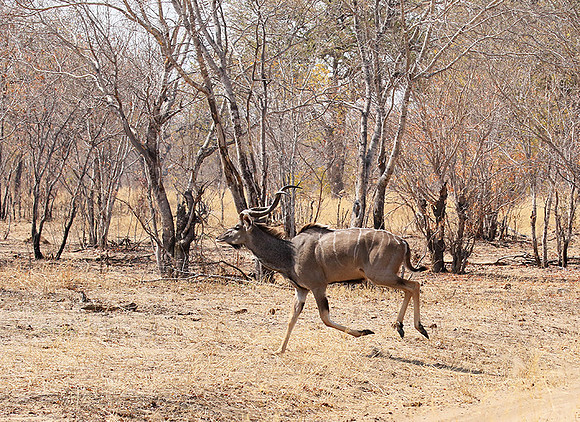 Hwange NP